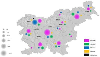 Genomic revelations: investigating rotavirus a presence in wild ruminants and its zoonotic potential